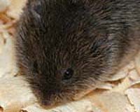 Danger Lurks Underground For Oak Seedlings