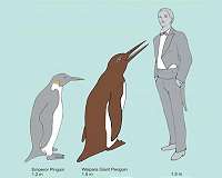 Paleontologists discover human-sized penguin in New Zealand