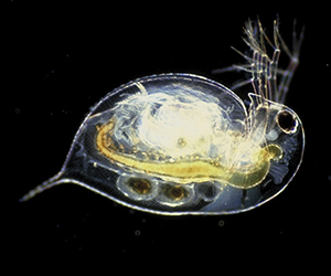 Changes in water chemistry leave lake critters defenseless