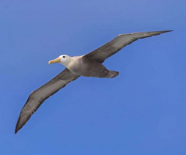 World's oldest known wild bird is expecting again, aged 74