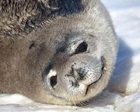 Heart arrhythmias detected in deep-diving marine mammals