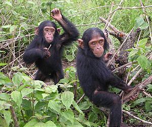 Human Brains Develop Wiring Slowly, Differing from Chimpanzees