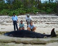 Researchers discover rare new species of deep-diving whale