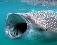 Over 50 Percent Of Oceanic Shark Species Threatened With Extinction