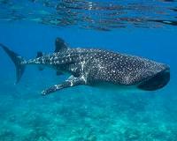 Biggest fish in the ocean receives international protection