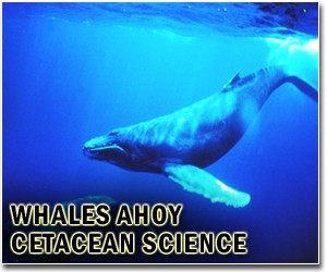 Australia refuses to protect whale hunt