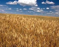 New insights into the origins of agriculture could help shape the future of food