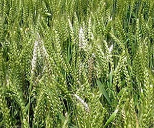 Energy Crops Impact Environmental Quality