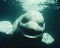 Russia releases last belugas from 'whale jail'