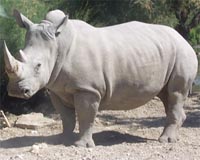 Pregnancy of southern white rhino at US zoo could save subspecies