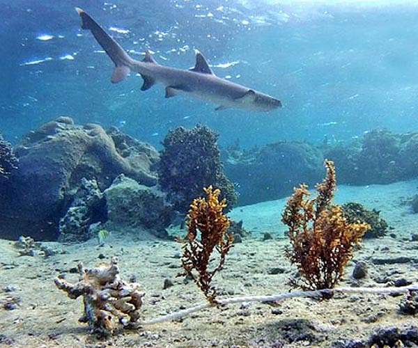 Coral reef predators get 70% of their energy from the open ocean