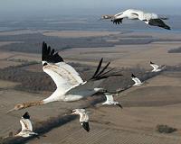 USGS finds cranes isolated from wind farms