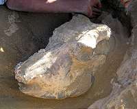 Grassy beginning for earliest Homo