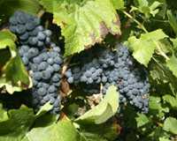 French organic winemaker in court for shunning pesticides