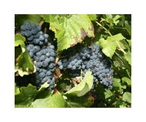 Wine dregs improve cow milk, cut methane emissions