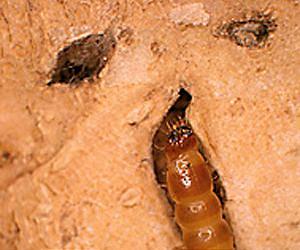 Scientists Develop New Potato Lines to Wage War on Wireworms