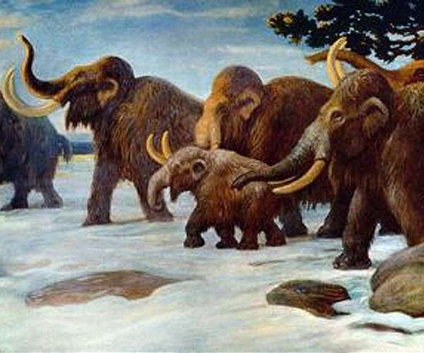 World's oldest DNA reveals new mammoth lineage