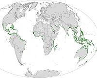 Mangroves can help countries mitigate their carbon emissions