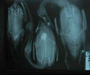 Waterfowl poisoning halved by lead shot prohibition