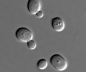 Research team clarifies mechanics of first new cell cycle to be described in more than 20 years