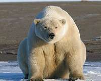 What satellites can tell us about how animals will fare in a changing climate
