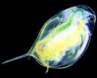 Seismic surveys responsible for high zooplankton mortality rates